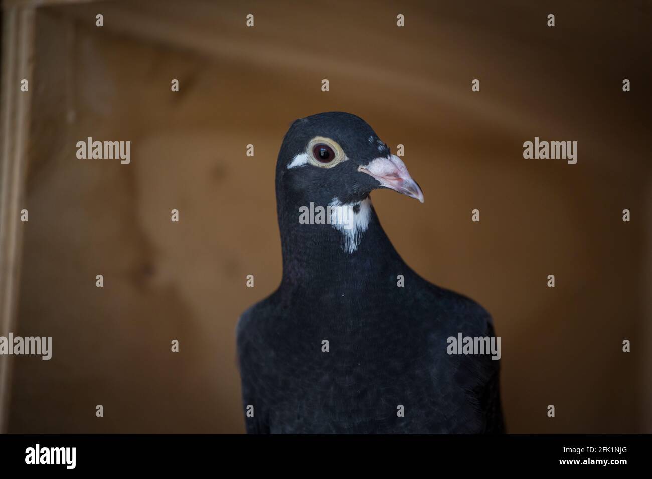 Piccione nero da corsa Foto Stock