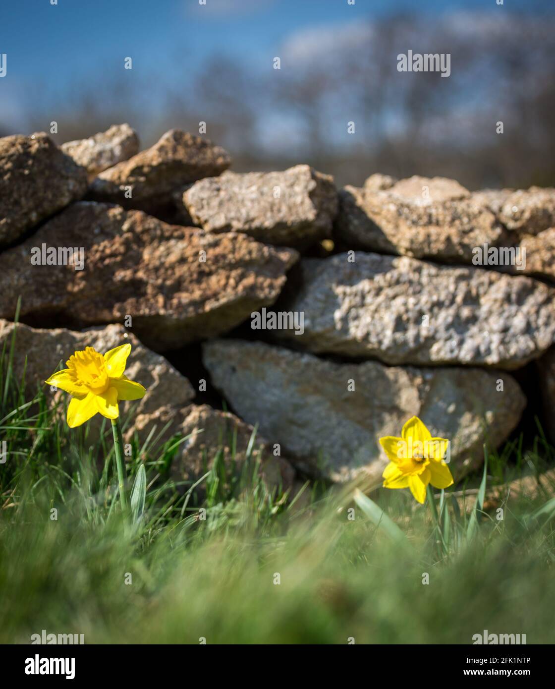 Narcischi (Narcissus pseudonarcissus), fiori di primavera gialli Foto Stock