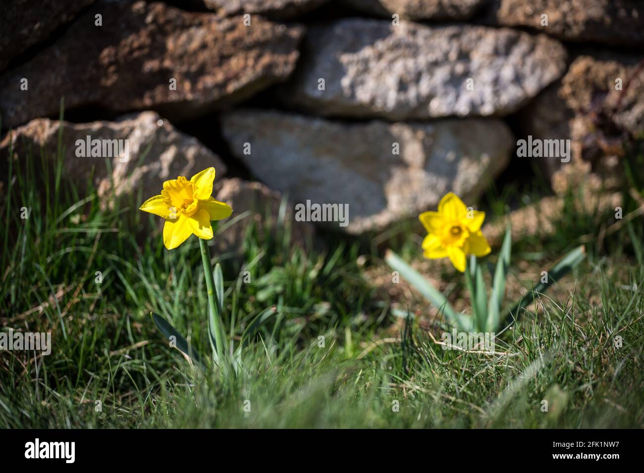 Narcischi (Narcissus pseudonarcissus), fiori di primavera gialli Foto Stock