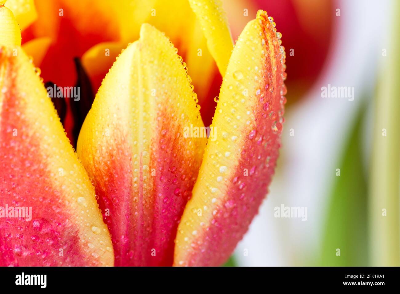 Tulipano rosso e giallo, chiocciolamento di fiori di Tulipa con gocce di acqua/rugiada Foto Stock