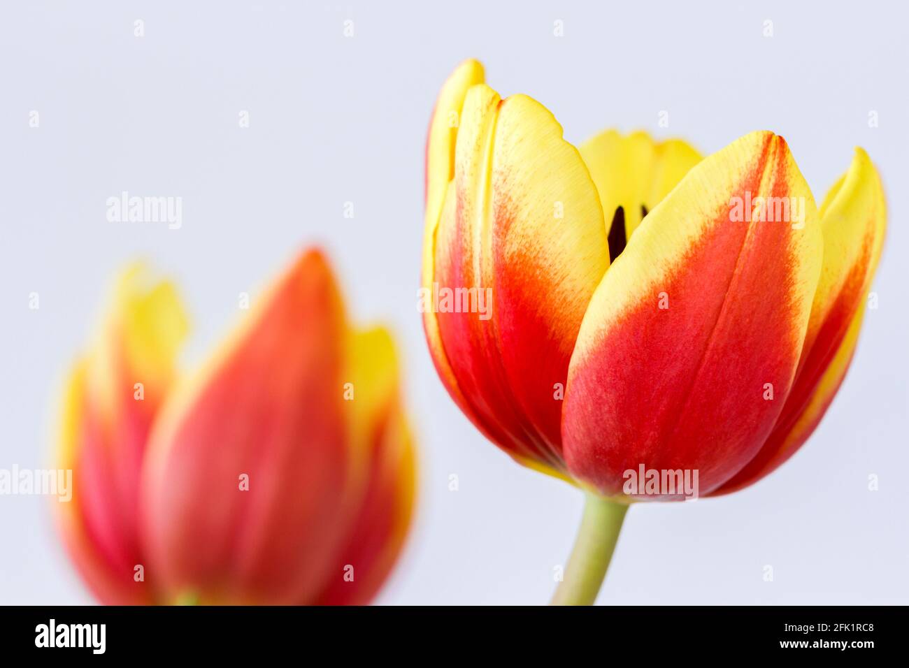 Tulipani primavera rosso e giallo, fiori di Tulipa closeup Foto Stock
