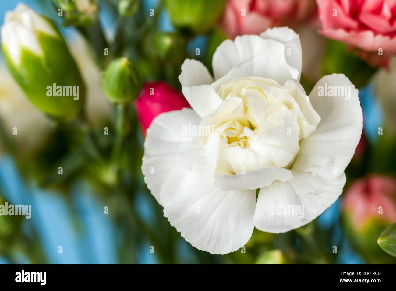 Bianco garofano fiore primo piano Foto Stock
