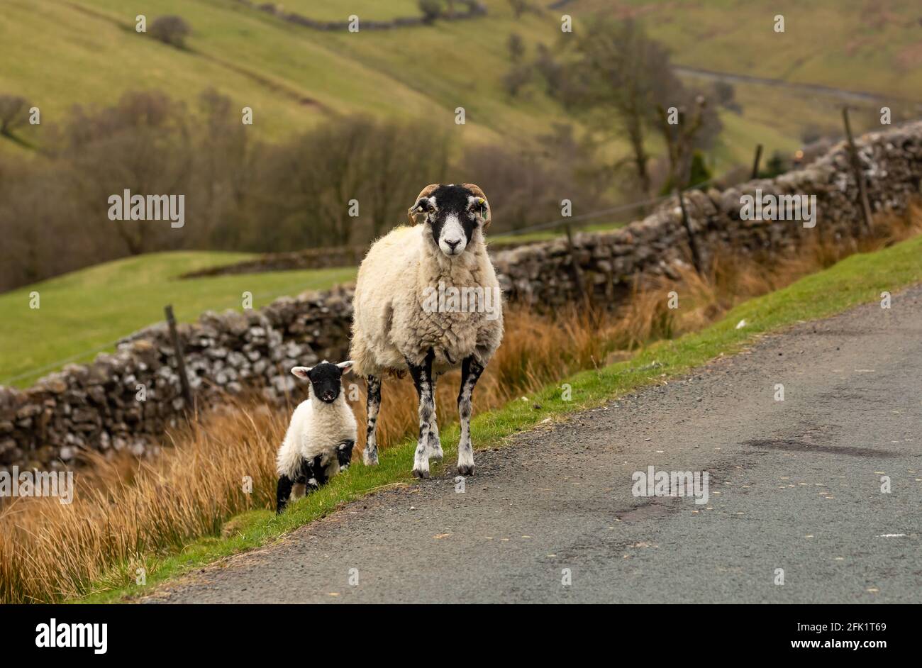 Swaledale ewe e il suo piccolo agnello al lato di una strada a pista singola sulle altissime campane intorno a Swaledale nel Nord Yorkshire, Regno Unito. Primavera. Di fronte Foto Stock