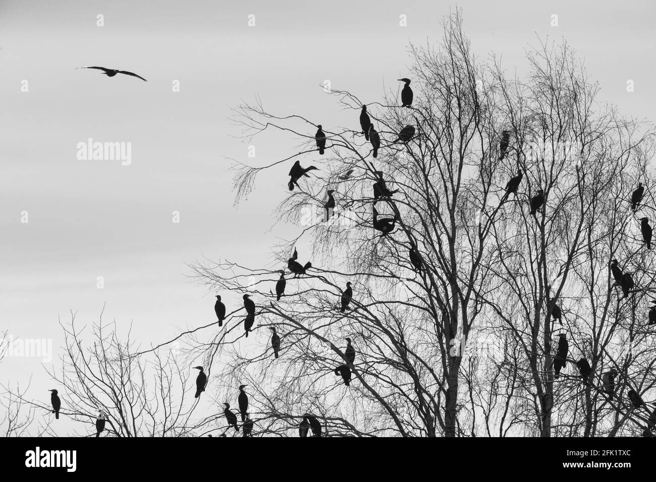 Corvi neri sull'albero secco nel cielo nuvoloso sfondo Foto Stock