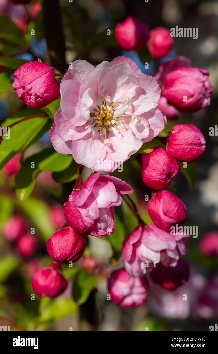 Primo piano di un fiore di ciliegio fiorito - prunus - primavera Inghilterra meridionale. Foto Stock