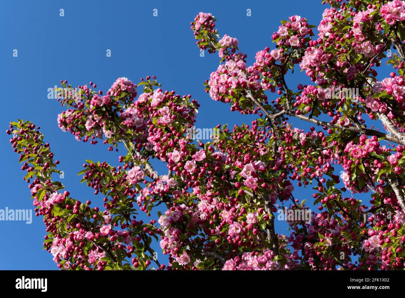 Fioritura ciliegio fiorito - prunus - contro un cielo blu - primavera Inghilterra meridionale. Foto Stock