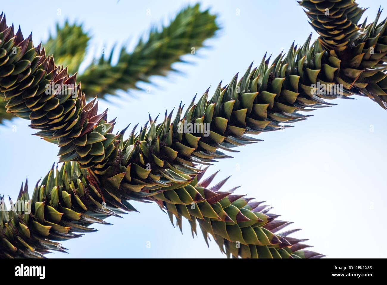 Aghi di albero sempreverde Araucaria araucana, comunemente chiamato l'albero puzzle scimmia, albero coda scimmia, Pewen o Pino cileno Foto Stock