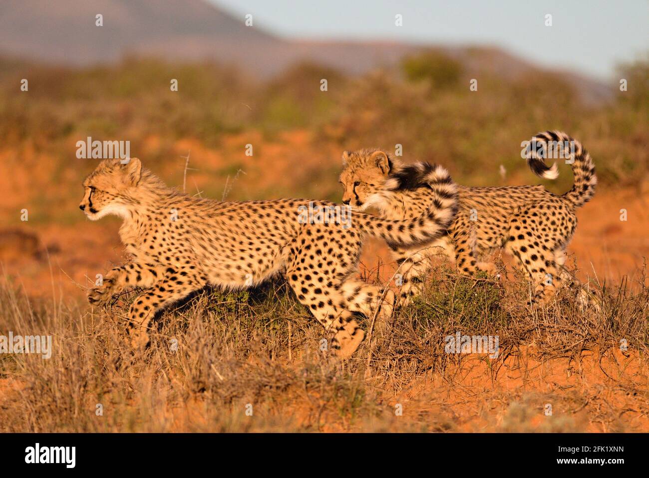 Cubs del ghepardo Foto Stock