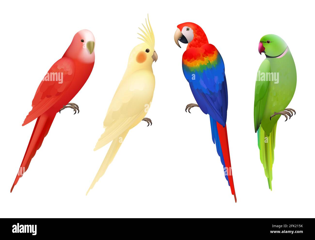 Pappagalli. Tropicale colorato uccelli esotici macaws natura animali vettore raccolta di pappagalli realistici Illustrazione Vettoriale