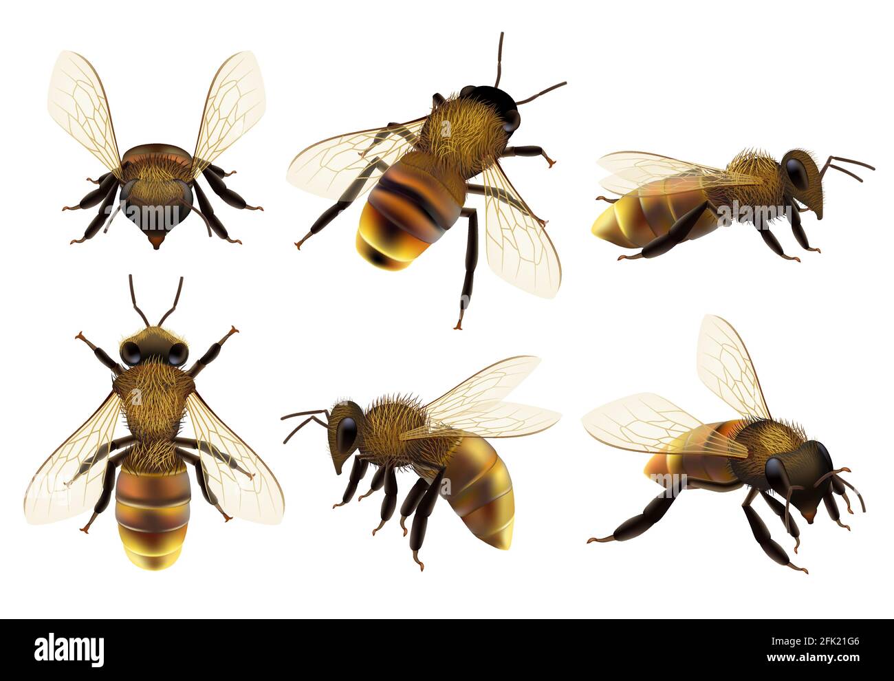 Honeybee realistico. Diversi animali pericolo insetti volanti vespa fauna botanica naturale vettore closeup immagini di api Illustrazione Vettoriale