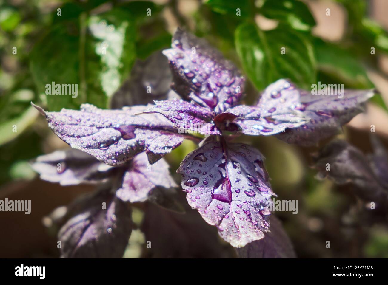 Il basilico in un vaso di fiori Foto Stock