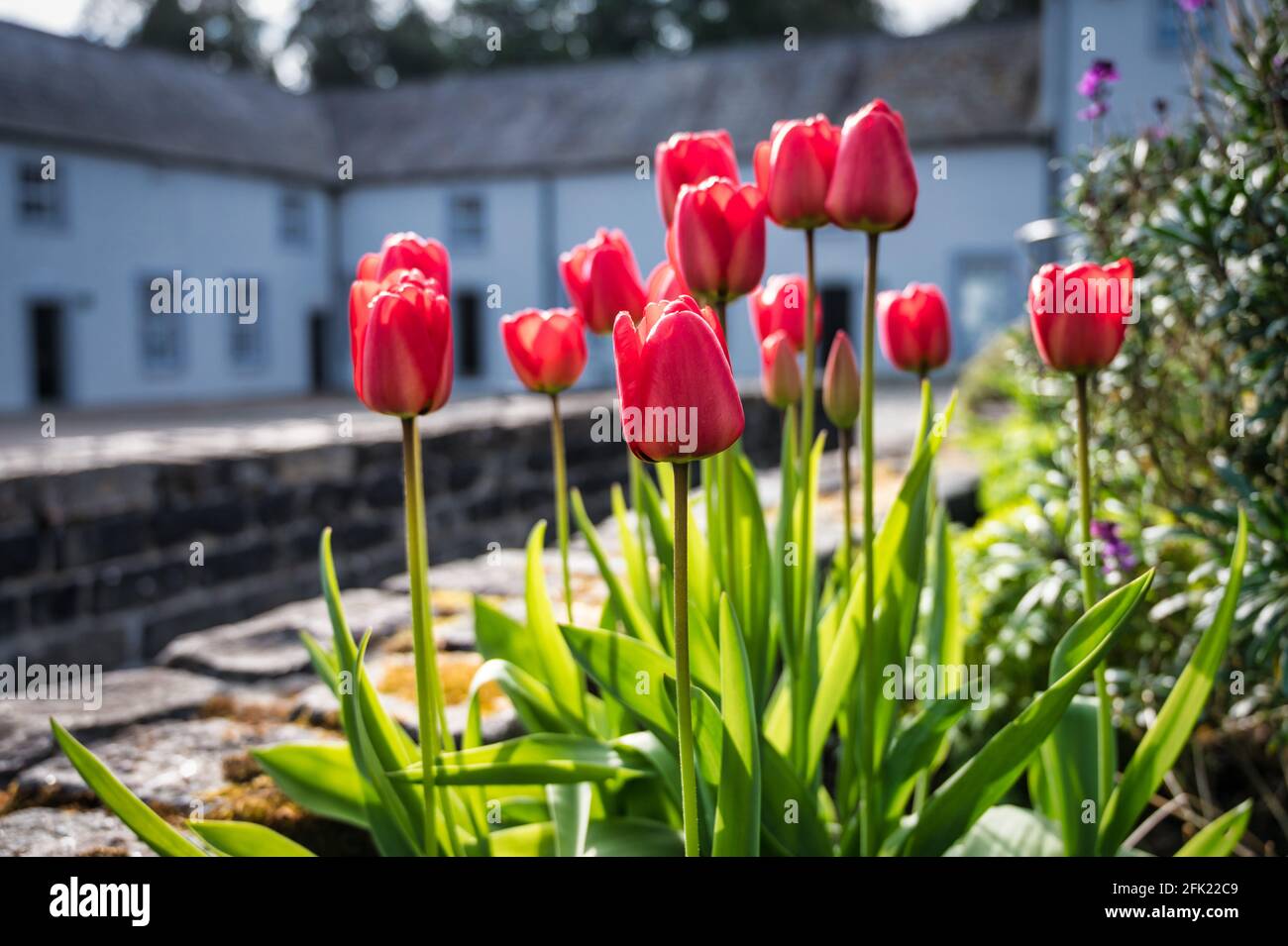 Tulipani rossi in fiore che crescono in un giardino in primavera Foto Stock