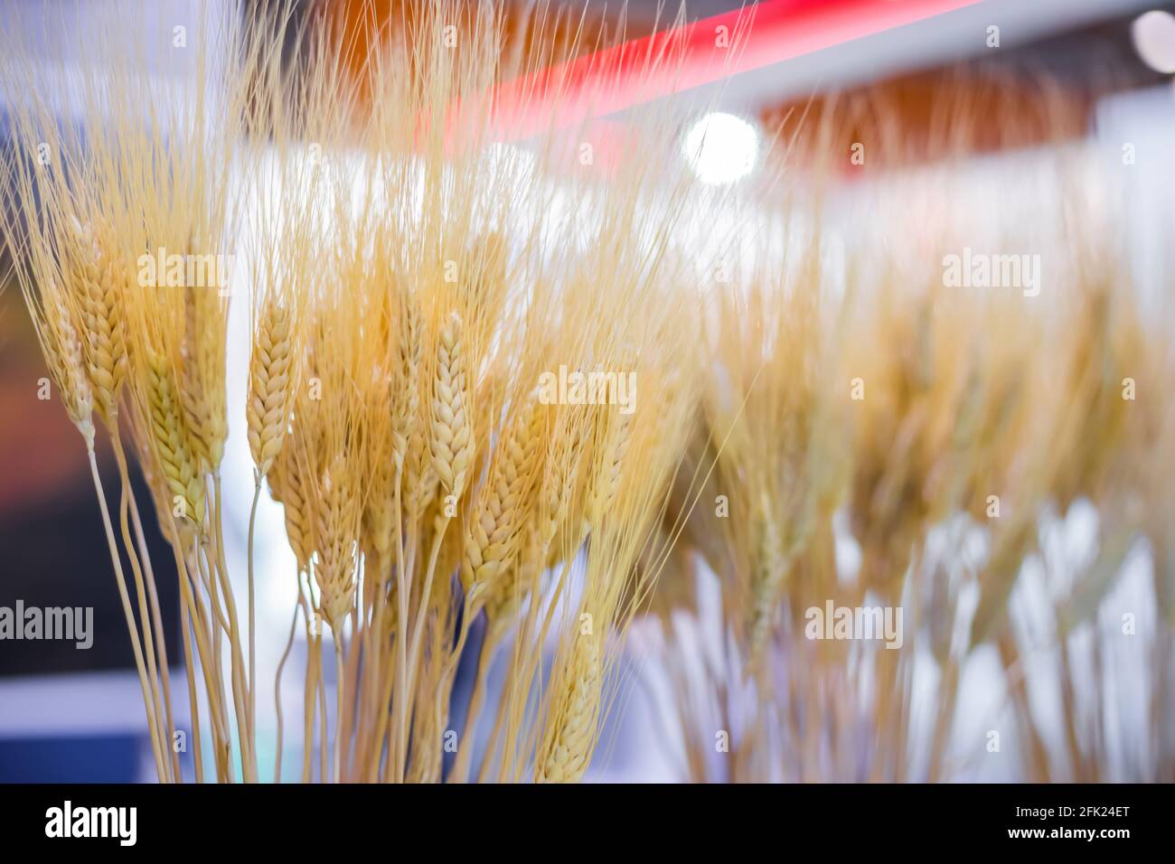 Covone di spighe di grano dorato alla mostra agricola - chiuso su Foto Stock