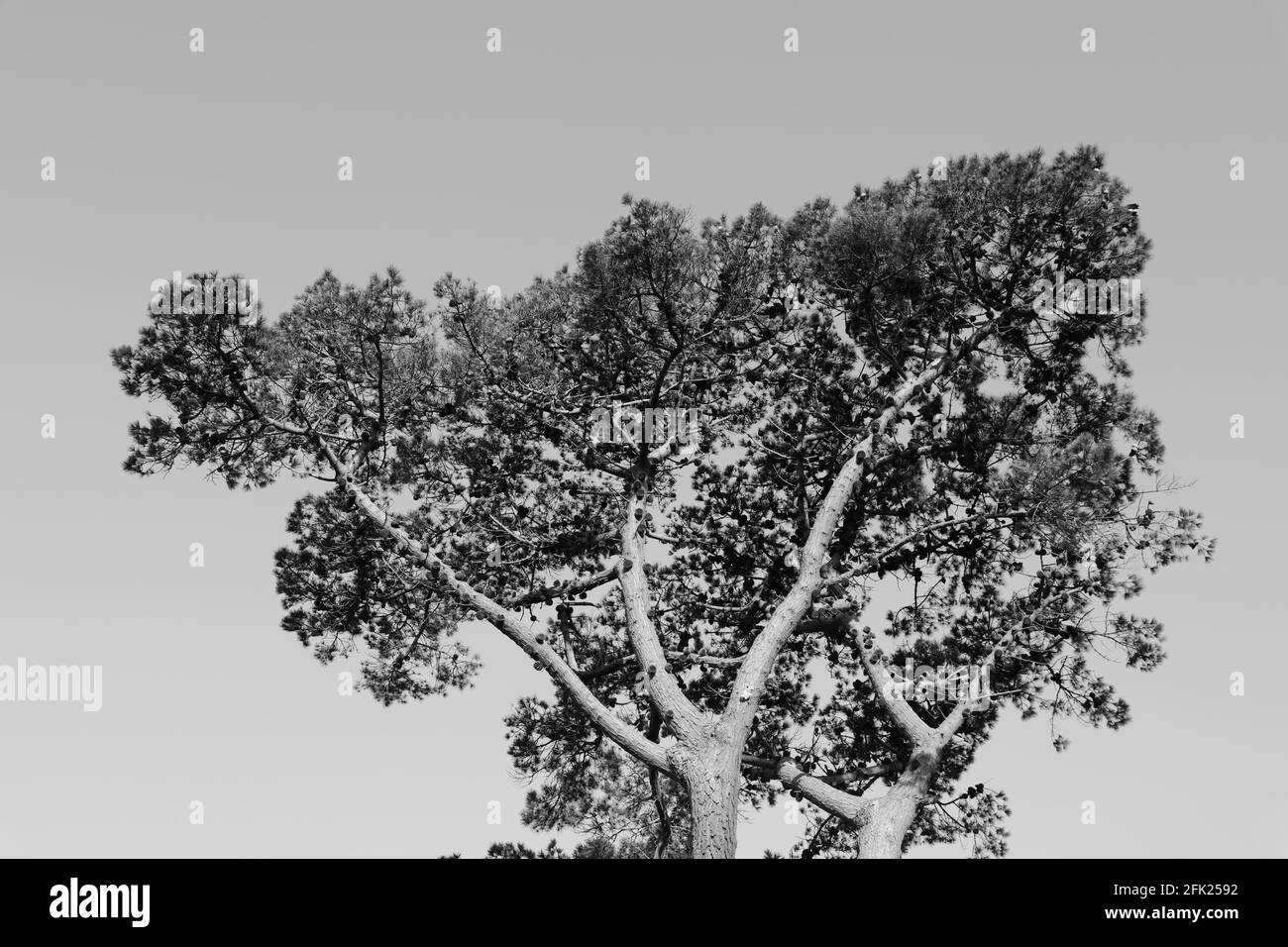 Rami di pino scozzese, foglie e coni visti contro il cielo di mattina presto in aprile. Foto Stock