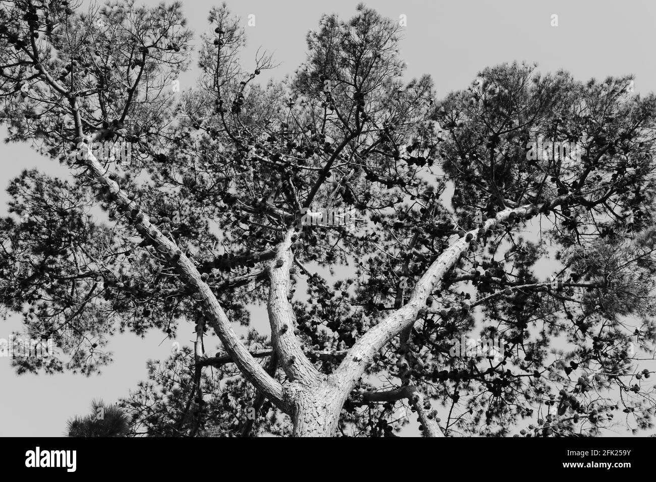 Rami di pino scozzese, foglie e coni visti contro il cielo di mattina presto in aprile. Foto Stock
