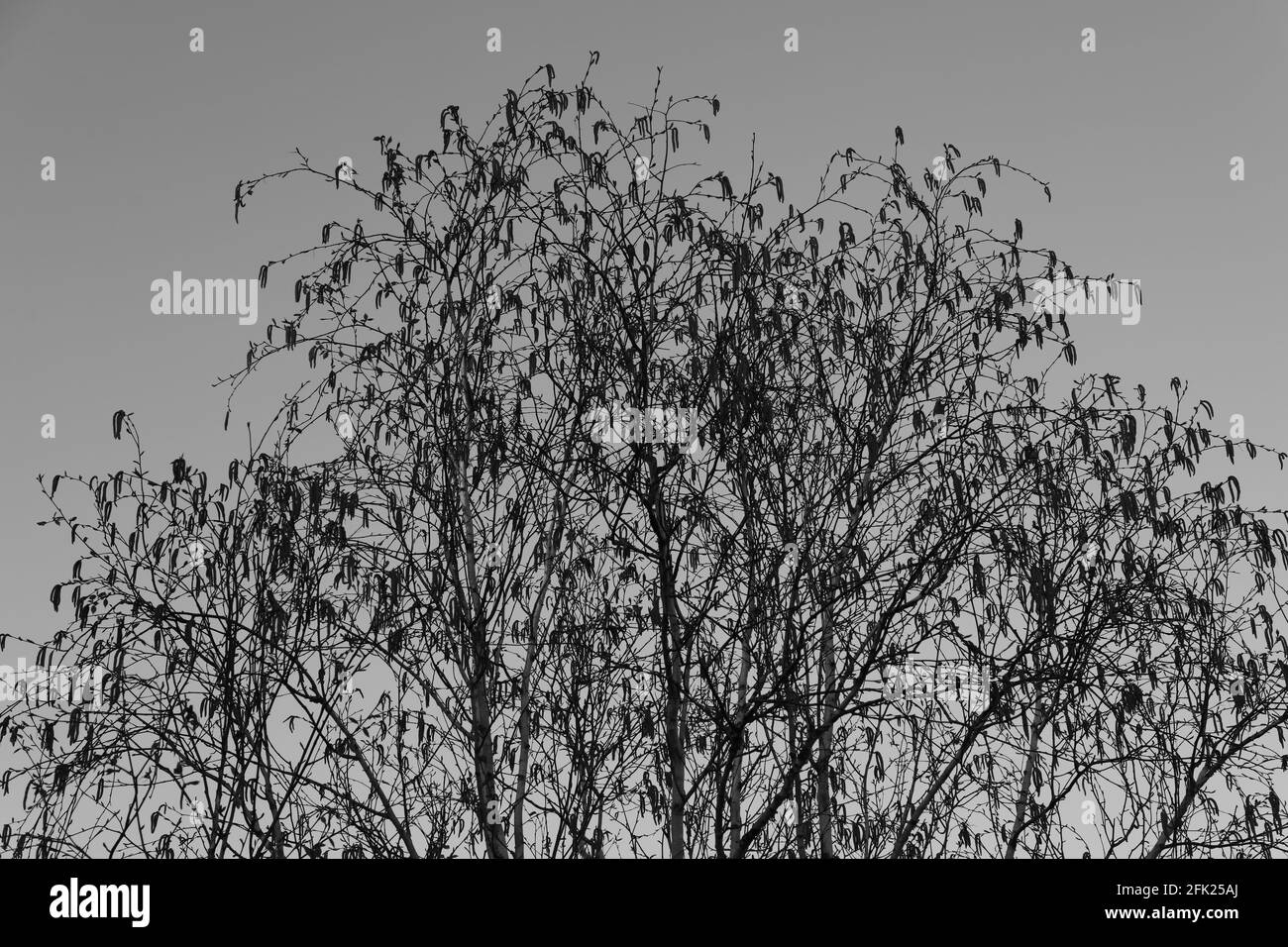 Albero di betulla d'argento visto con semi appesi e germogliare foglie giovani in Inghilterra, Regno Unito in una mattina di primavera in aprile 2021. Foto Stock