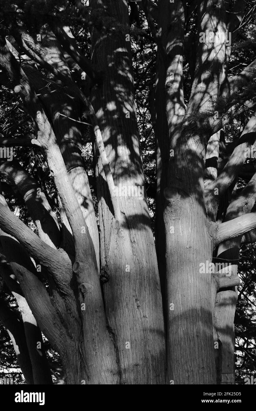 Tronchi multipli di un albero maturo di Yew visto in Inghilterra, Regno Unito, durante il sole di mattina presto in aprile. Foto Stock