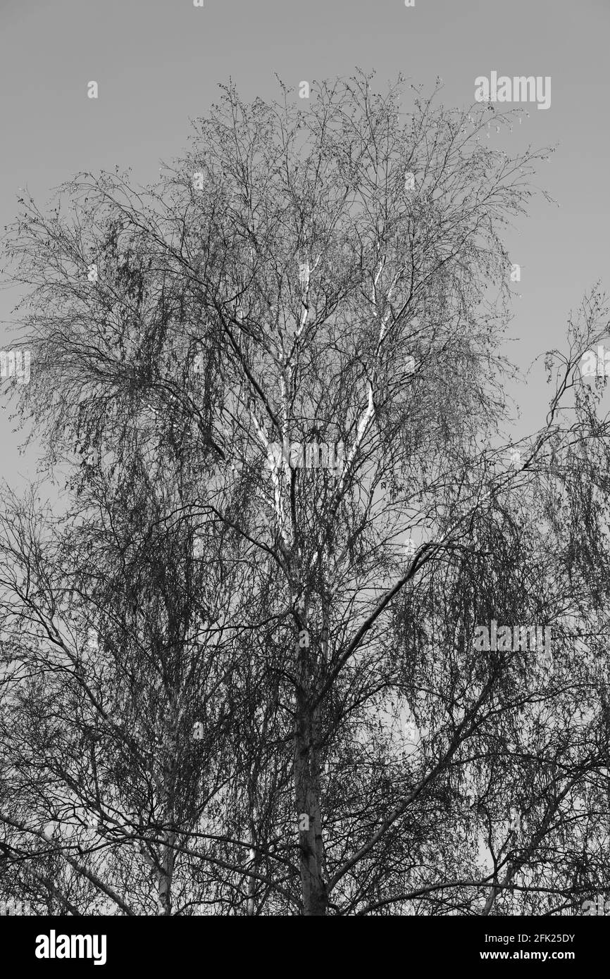 Albero di betulla d'argento visto con semi appesi e germogliare foglie giovani in Inghilterra, Regno Unito in una mattina di primavera in aprile 2021. Foto Stock