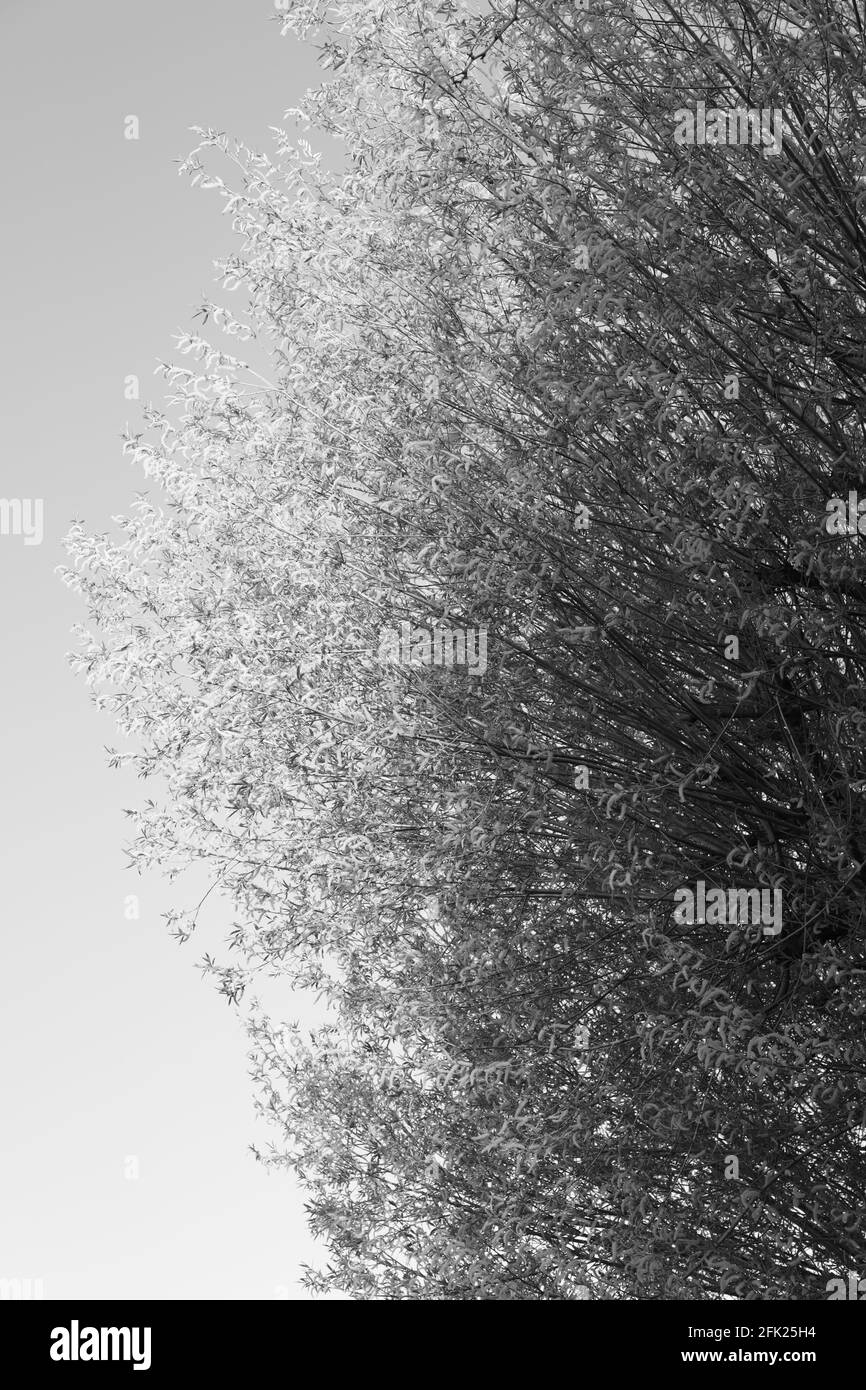 Willow tree e catkins visti contro il cielo della mattina in Inghilterra, Regno Unito in aprile. Foto Stock