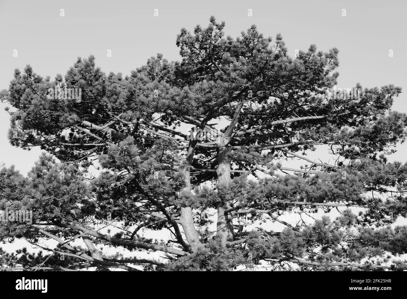 Rami di pino scozzese, foglie e coni visti contro il cielo di mattina presto in aprile. Foto Stock
