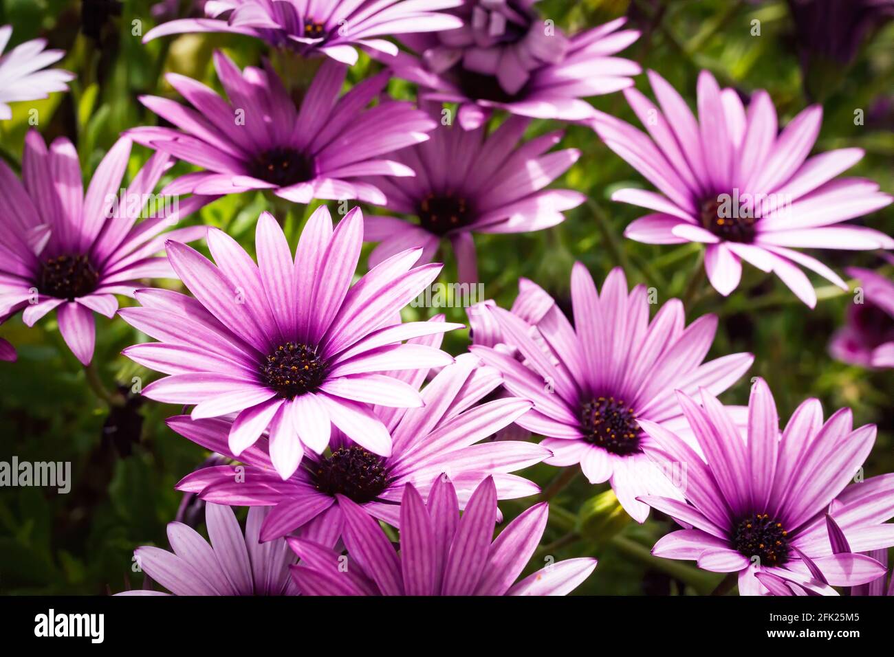 Margherite africane viola e rosa (osteospermum) in fiore durante la primavera Foto Stock