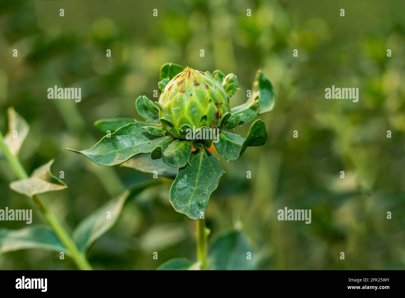 Amazing petali di fiori di cardo verde, Safflower è un importante raccolto di olio di semi con una vasta gamma in settori industriali come la farmaceutica, cosmetici Foto Stock
