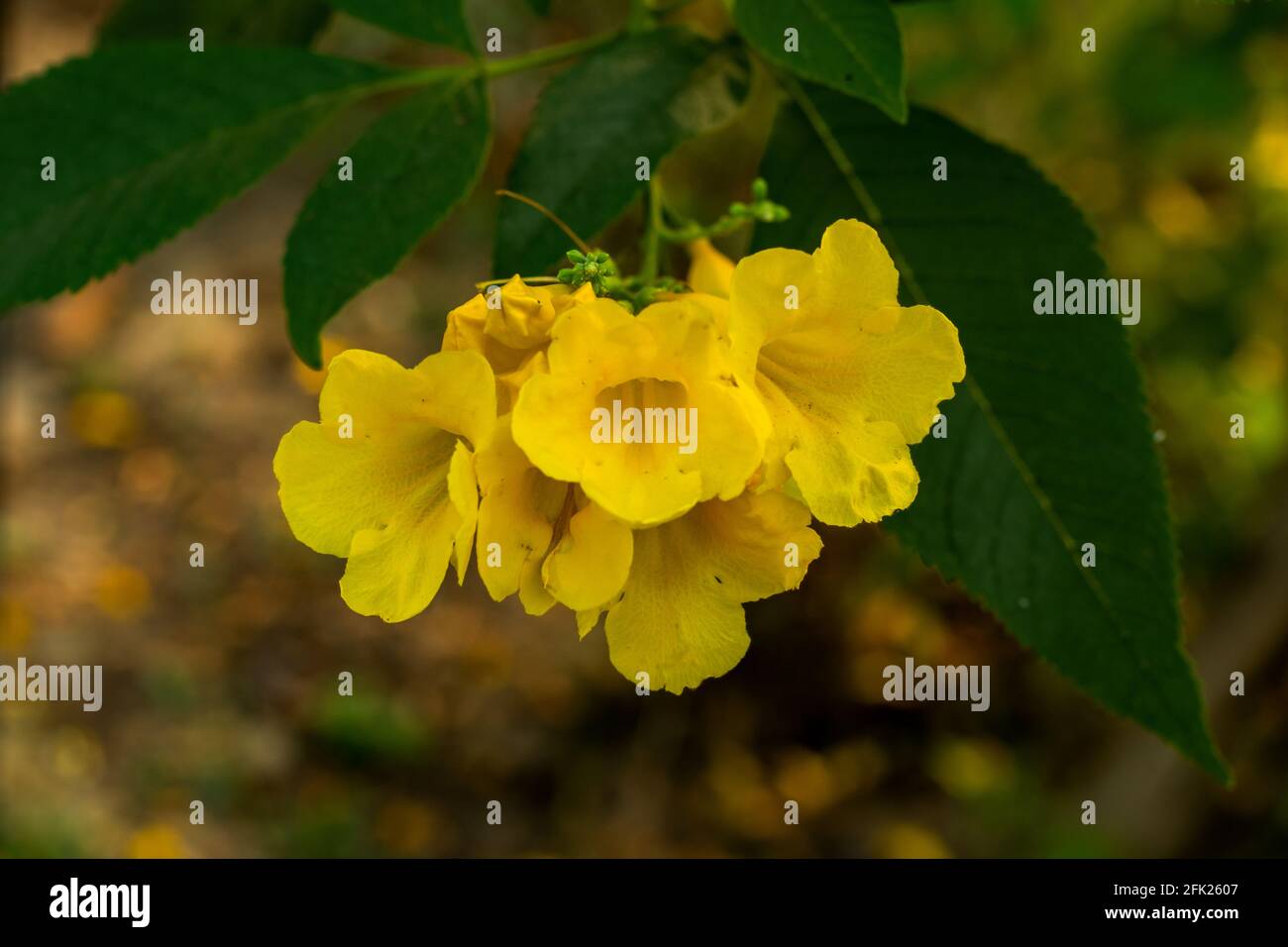 Il fiore della tromba di Angel è il nome comune e lo è Utilizzato per piante della famiglia delle Solanaceae Foto Stock
