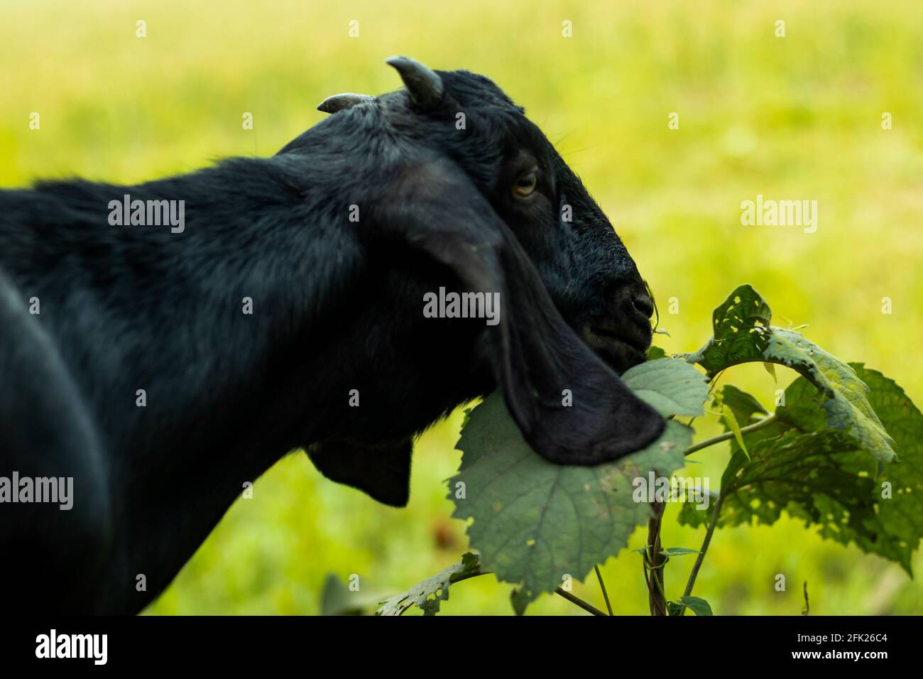 Foto dei colpi di testa di capra nera quando si alimenta da solo su un prateria Foto Stock
