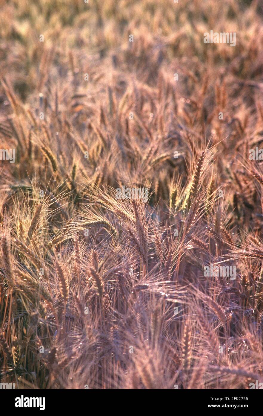 Australia. Agricoltura. Campo di grano. Primo piano di grano che cresce. Foto Stock