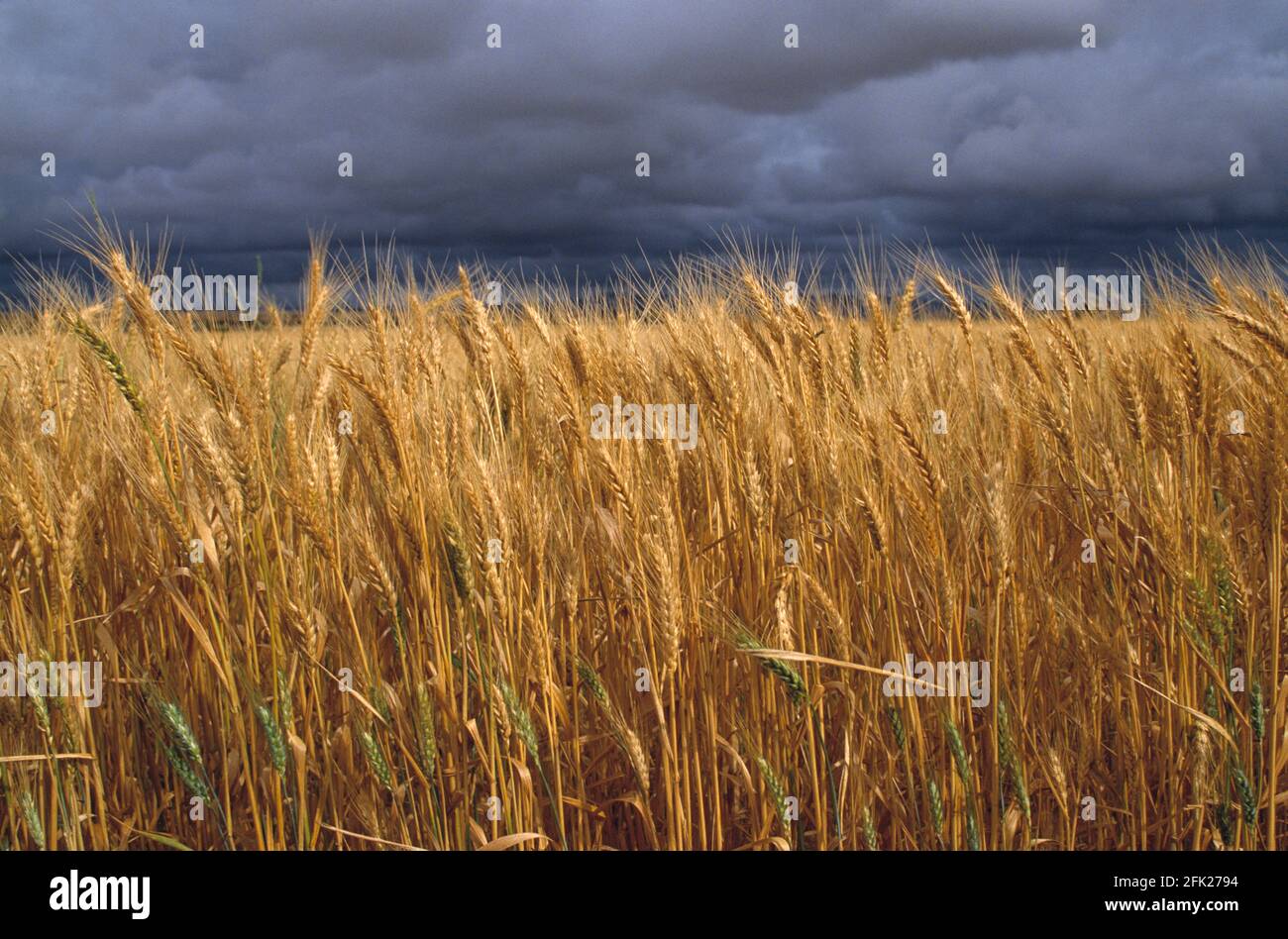 Australia. Agricoltura. Campo di grano con cielo scuro tempestoso. Foto Stock