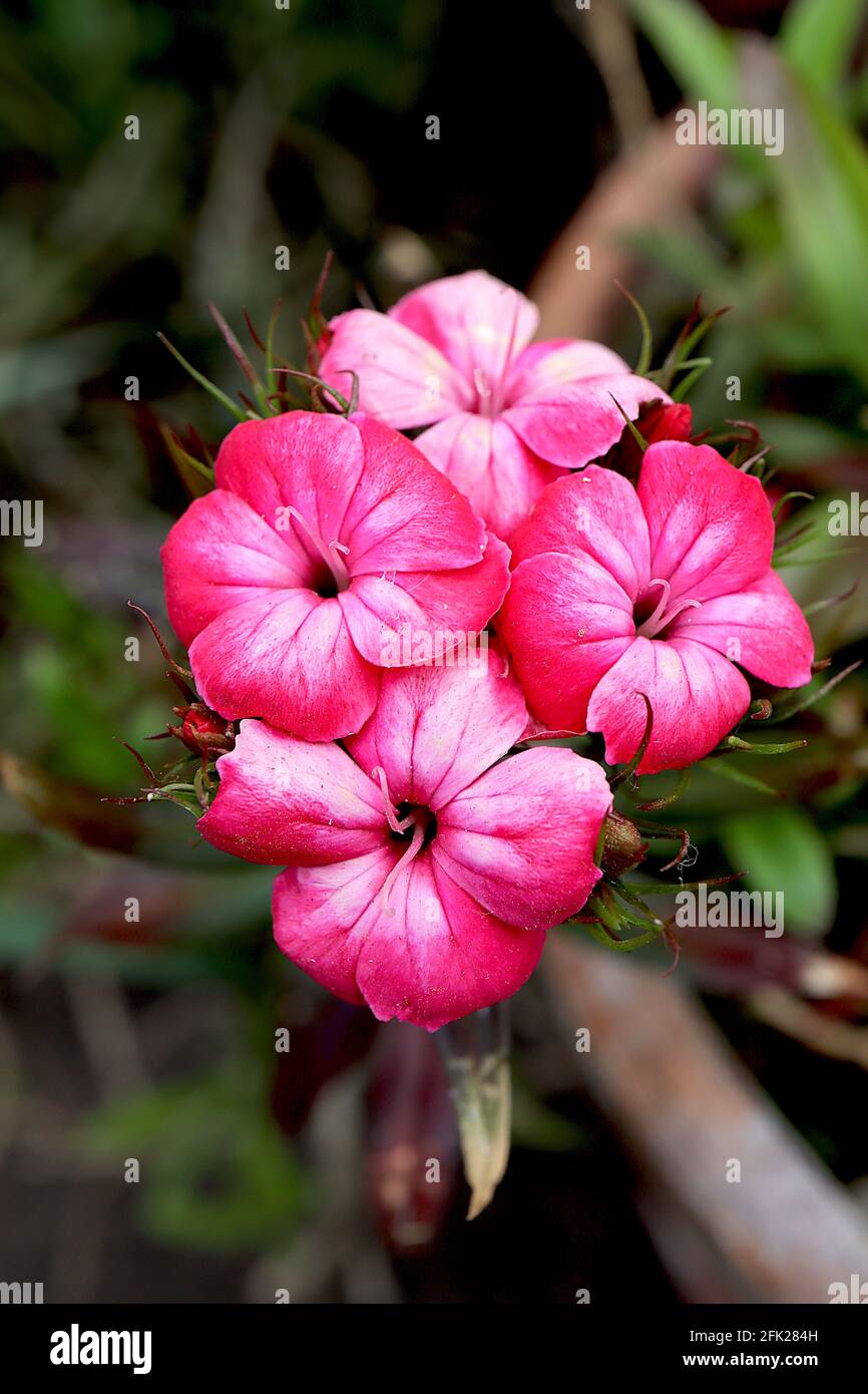 Dianthus barbatus Feld Pink – fiori rosa rossi con colore bianco su fusto singolo, aprile, Inghilterra, Regno Unito Foto Stock