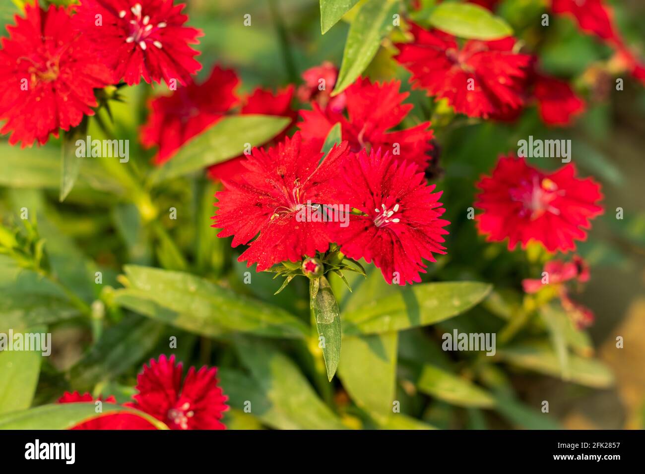 La pianta del fiore rosso di dianthus è chiamata Sweet William multicolore o tanti fiori decorativi individuali Foto Stock