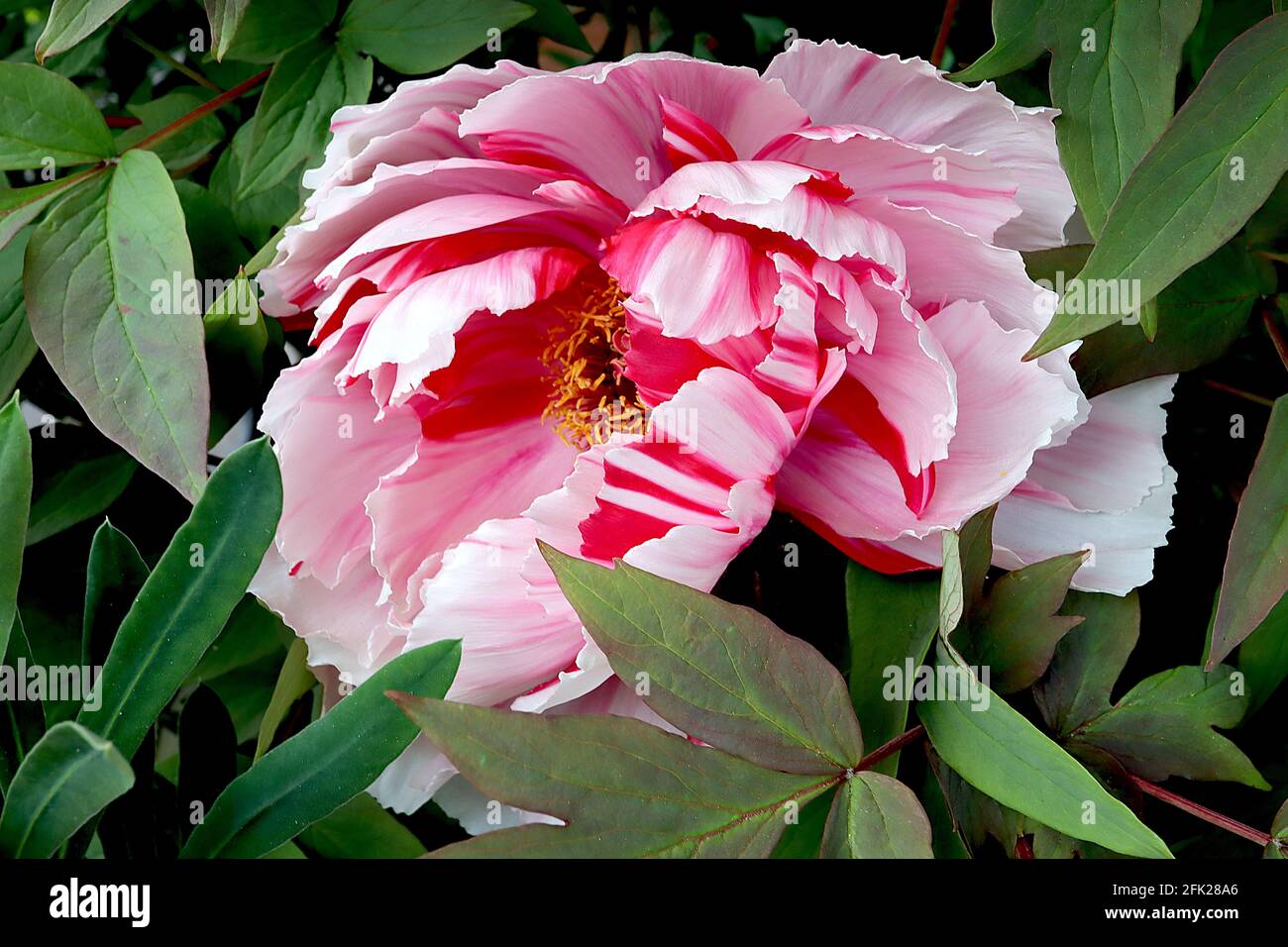 Paeonia lactiflora ‘Candy Stripe’ Peony Candy Stripe – enorme doppio fiore bianco con strisce rosa e rosse, aprile, Inghilterra, Regno Unito Foto Stock