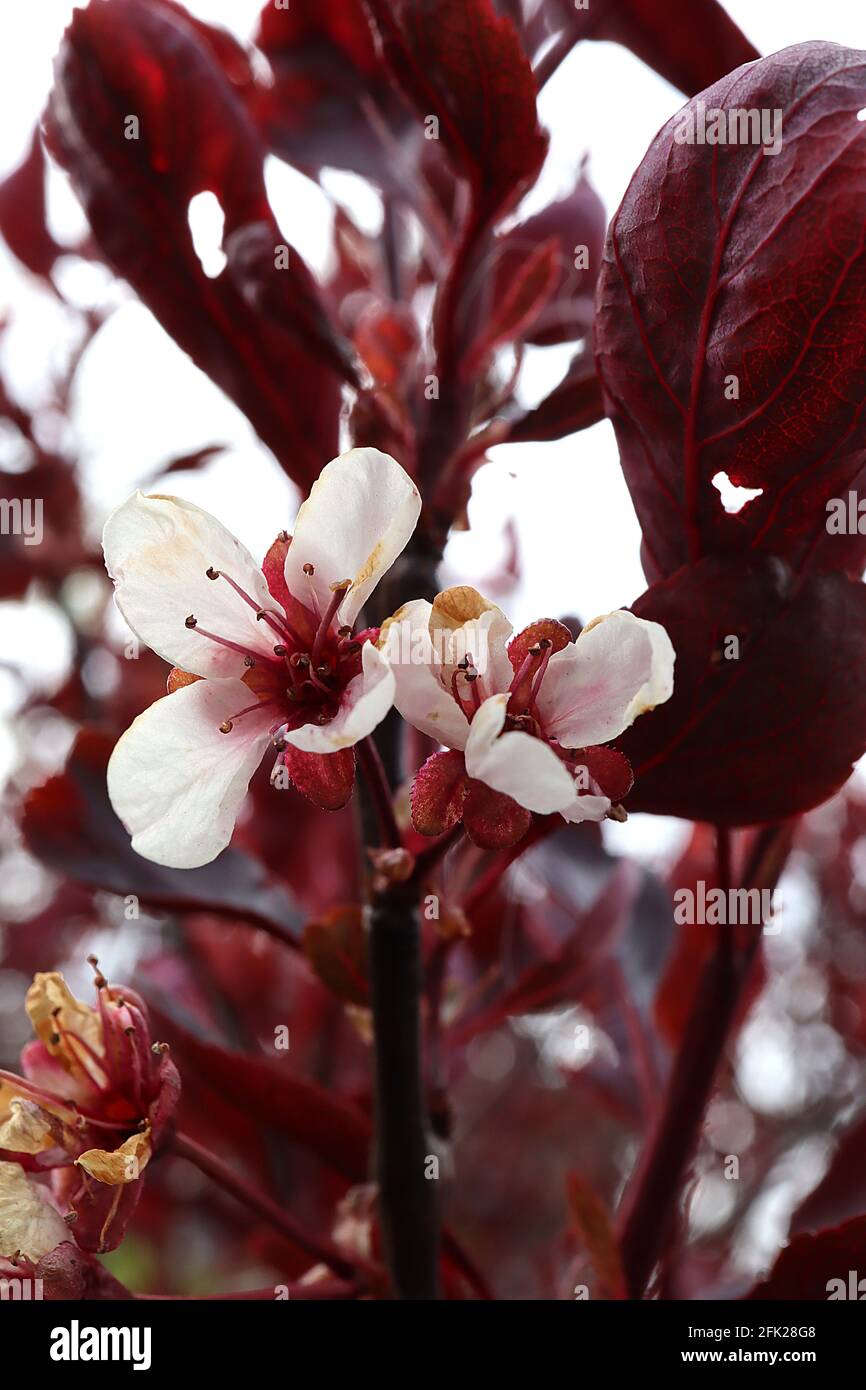 Prunus cerasifera ‘Principessa’ ciliegia prugna Principessa – conchiglia fiori rosa e foglie rosse viola, aprile, Inghilterra, Regno Unito Foto Stock