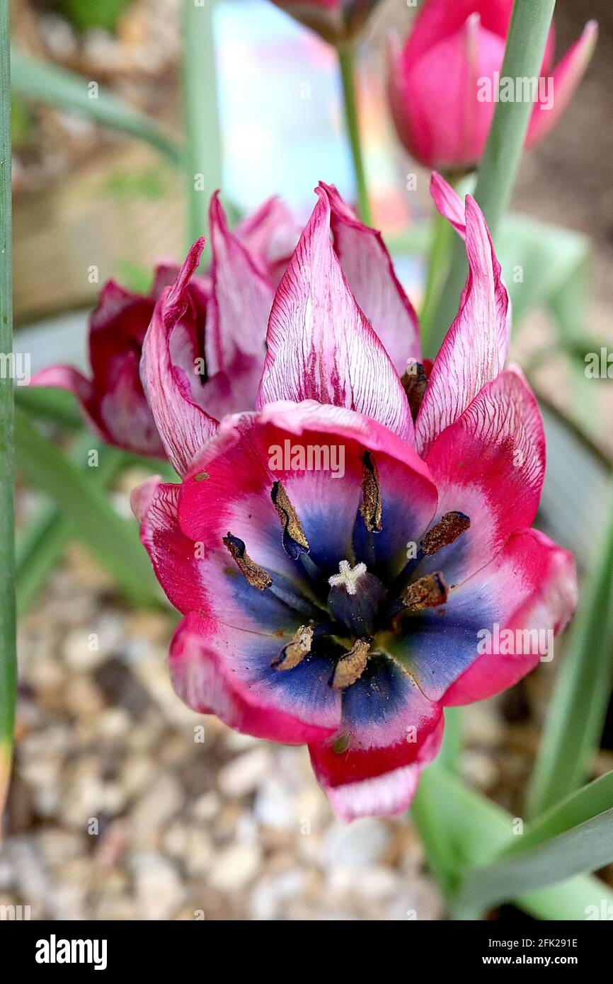 Tulipa humilis ‘Little Beauty’ specie tulipano 15 humilis tulipano di bellezza piccolo - petali rosa profondo, alone bianco, base blu, petali esterni argentati, aprile, Regno Unito Foto Stock