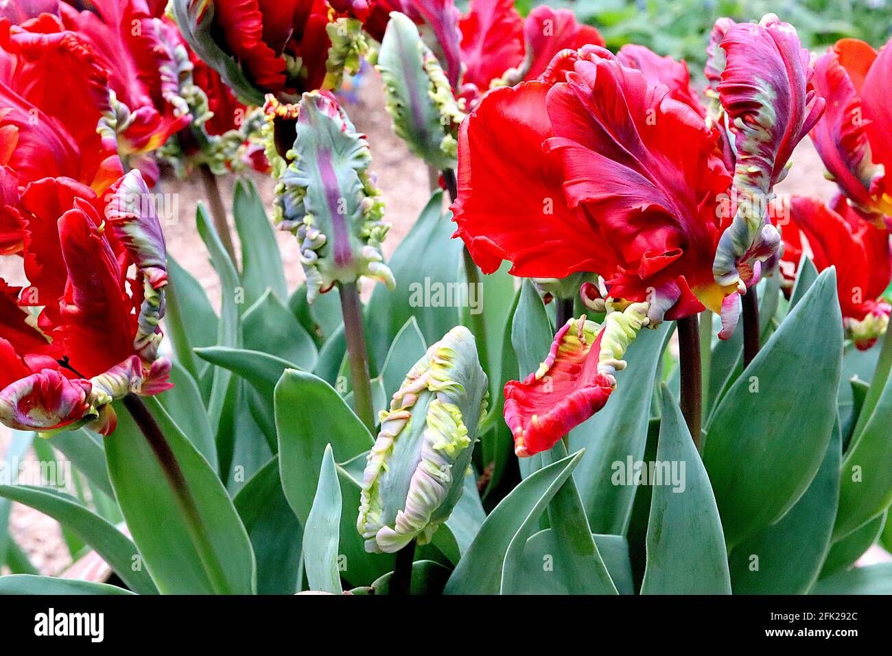 Tulipa gesneriana var dracontia ‘Rococo Parrot’ Parrot 10 Rococo Parrot tulip - petali rossi di scarlatto ritorti, striature nere, piume nere, verdi Foto Stock