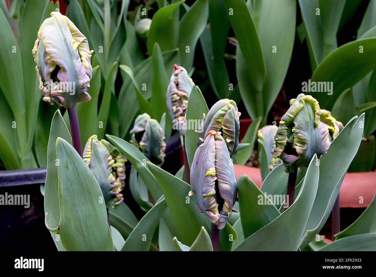 Tulipa gesneriana var dracontia ‘Rococo Parrot’ Parrot 10 Rococo Parrot tulip - petali rossi di scarlatto ritorti, striature nere, piume nere, verdi Foto Stock