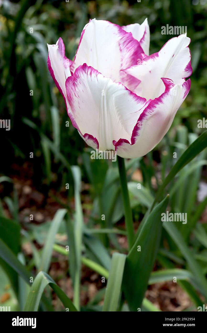 Tulipa ‘Shirley’ Triumph tulipano 3 Shirley tulipano - fiori bianchi, margini viola-viola, aprile, Inghilterra, Regno Unito Foto Stock