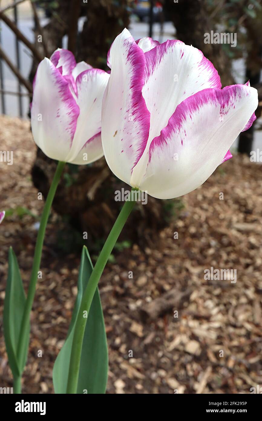 Tulipa ‘Shirley’ Triumph tulipano 3 Shirley tulipano - fiori bianchi, margini viola-viola, aprile, Inghilterra, Regno Unito Foto Stock