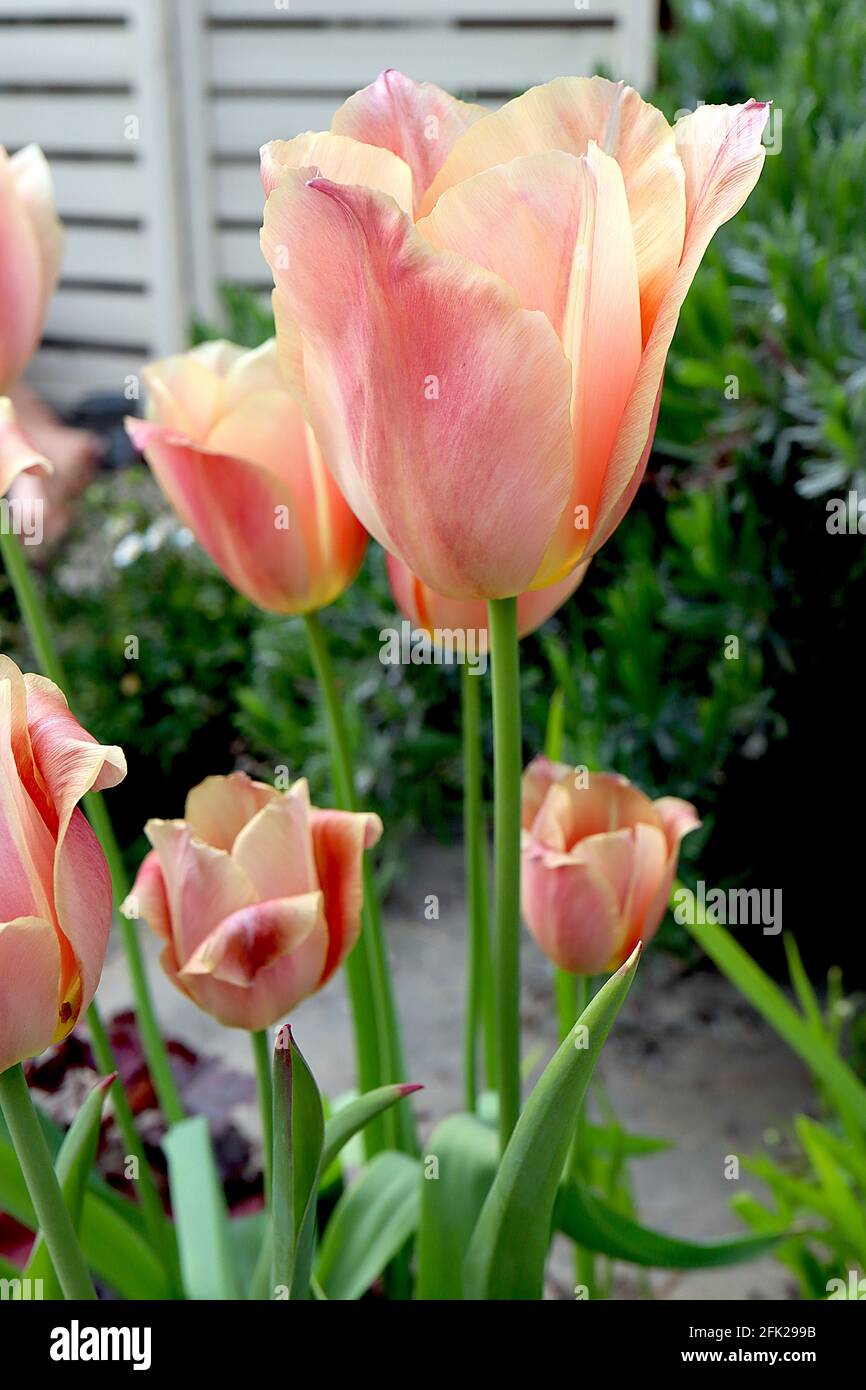 Tulipa ‘Apricot Beauty’ Single Early 1 Apricot Beauty tulip – fiori rossi di albicocca, bordi gialli, aprile, Inghilterra, Regno Unito Foto Stock