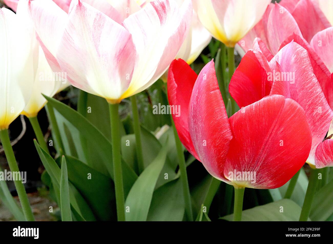 Tulipa / Tulipano ‘Flaming Purissima’ Fosteriana 13 Tulipa / Tulipano ‘Red Impression’ Darwin ibrido 4 aprile, Inghilterra, Regno Unito Foto Stock