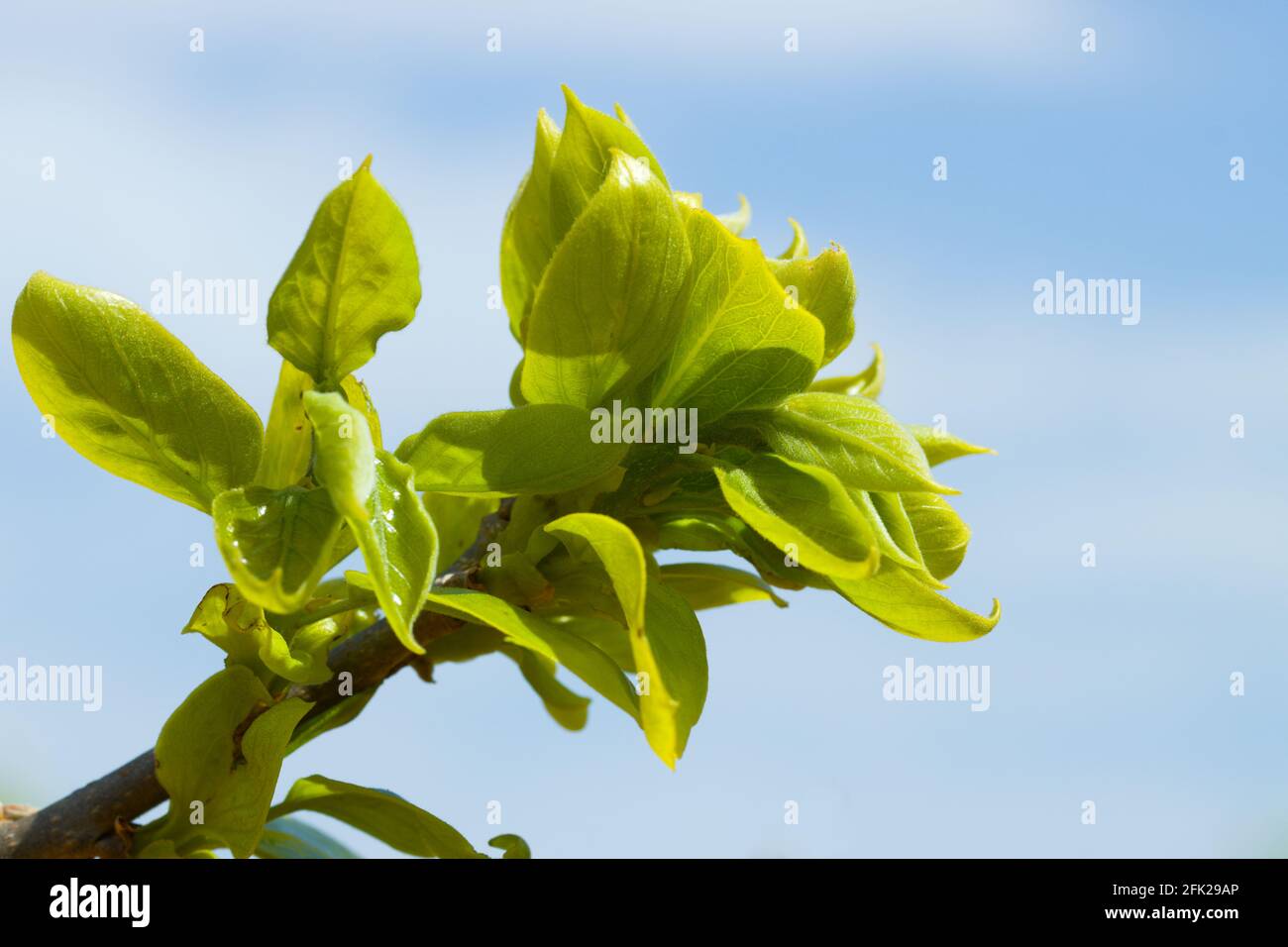 Primo piano di un ramo con foglie verdi sul nuovo spara su un albero di persimmon Foto Stock