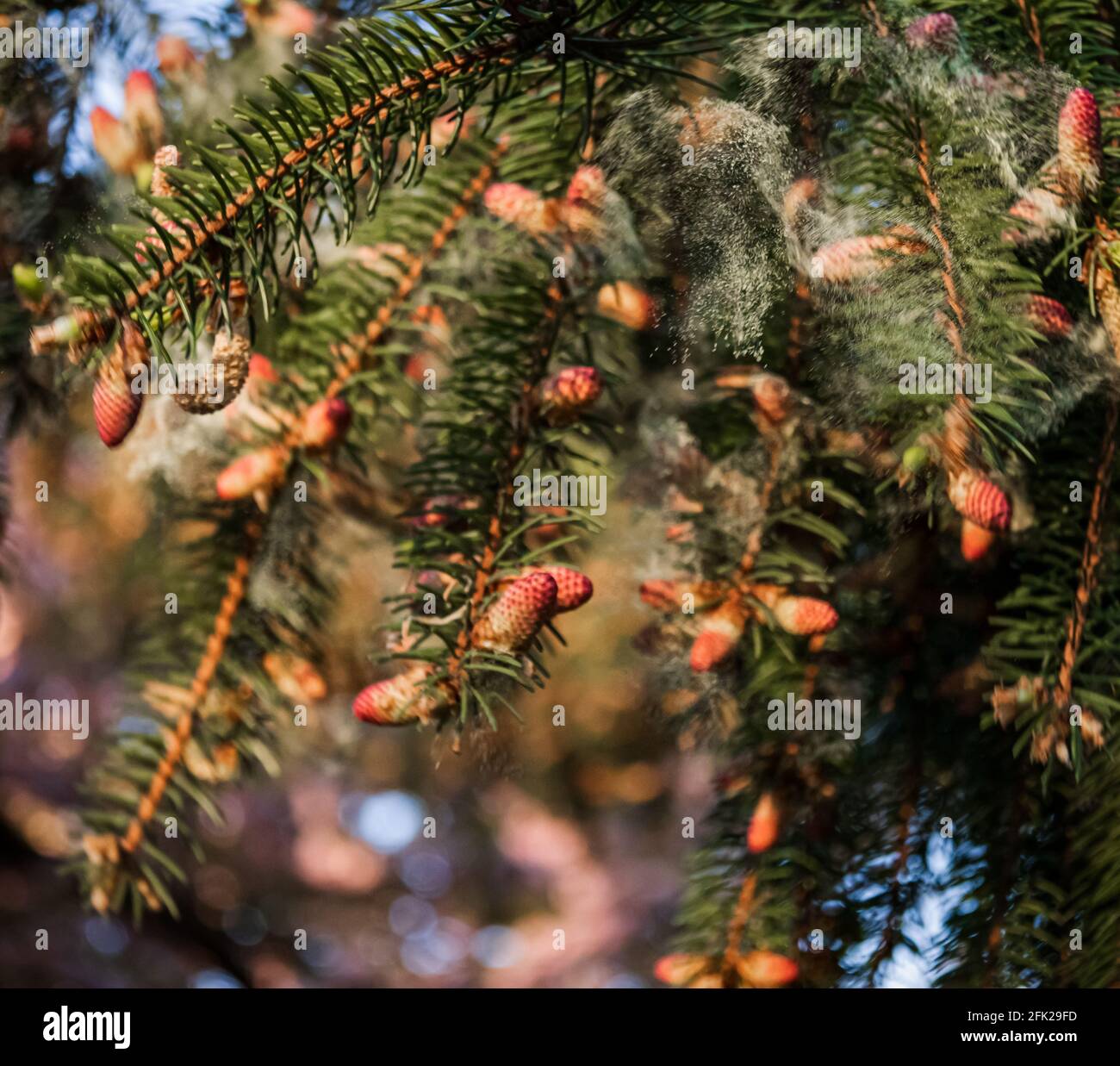 Norway Spruce, Picea abies Acrocona, liberando Pollen dai suoi piccoli coni rossi sulle sue punte di filiale nella contea di Lancaster, Pennsylvania durante la primavera Foto Stock