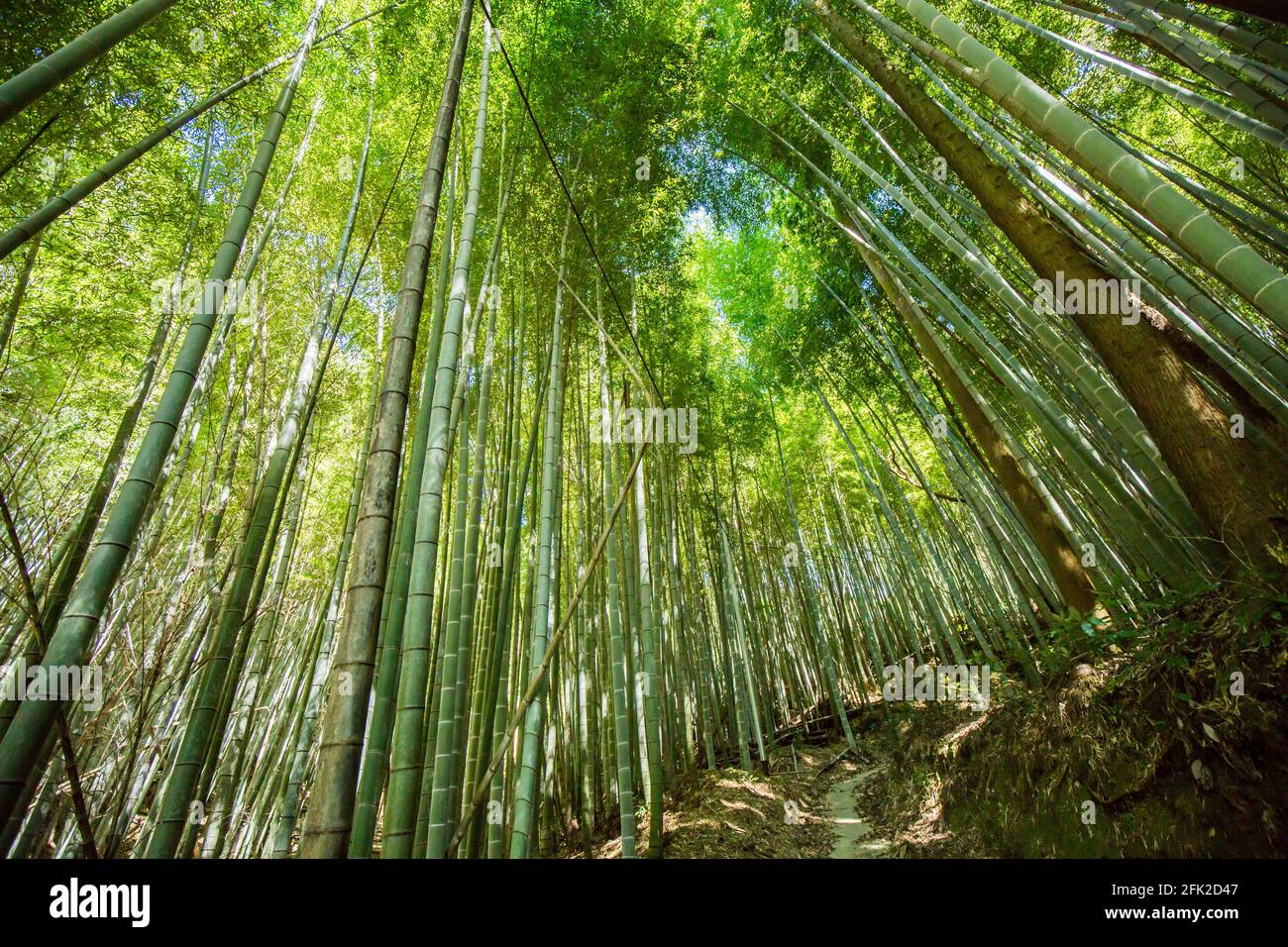 Foresta di bambù Tempio di Nanzoin, Sasaguri, Giappone. Verde boschetto di bambù alberi splendida foto di sfondo. Foto Stock