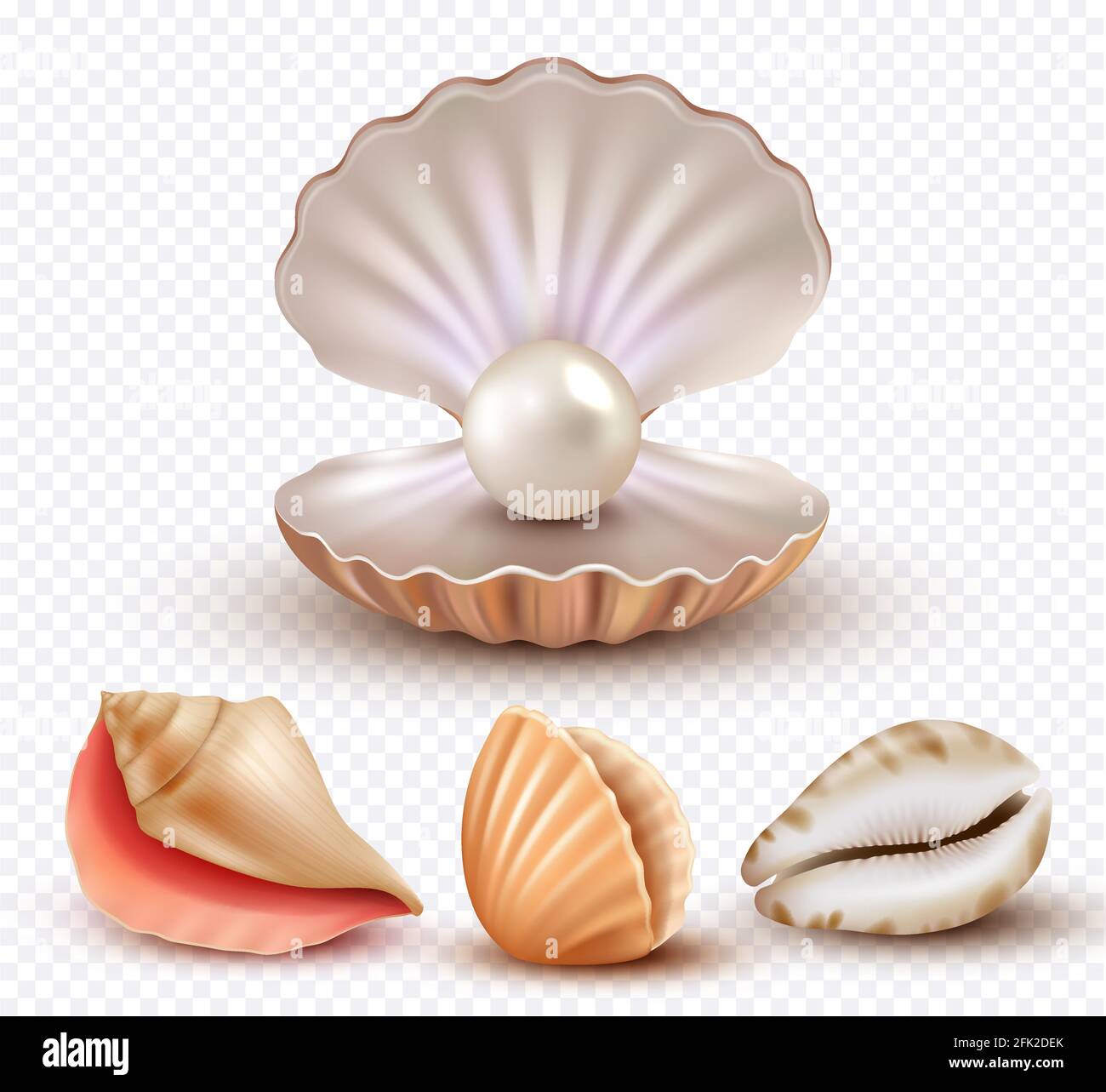 Conchiglie realistiche. Molluschi conchiglie oceano spiaggia oggetti perle di lusso aprire concha vettore collezione Illustrazione Vettoriale