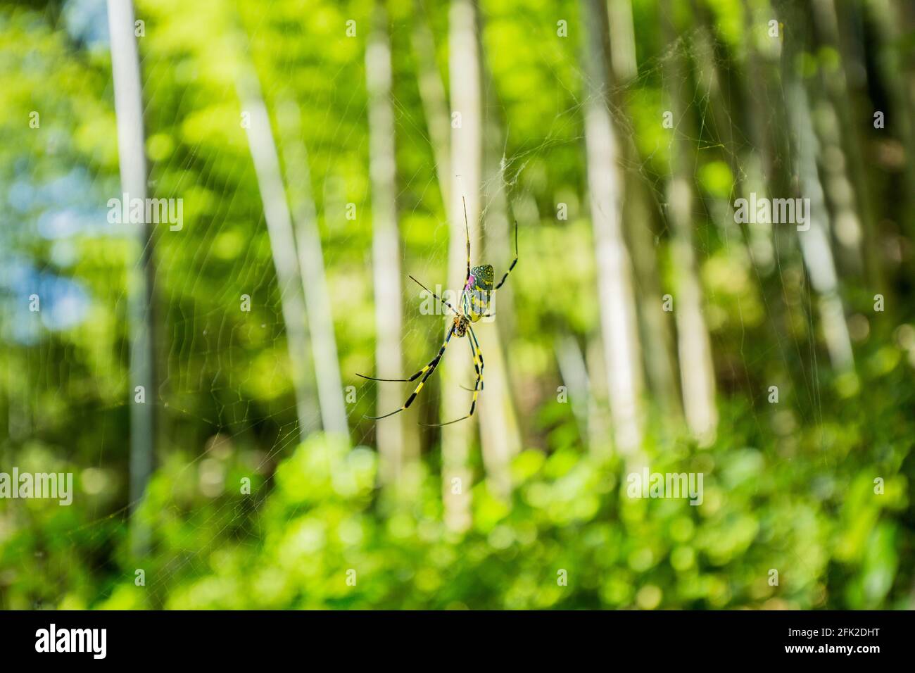 Ragno in una spiderweb appeso in un boschetto di bambù tra gli alberi nella foresta verde di Mount Shosha, Giappone. Foto Stock