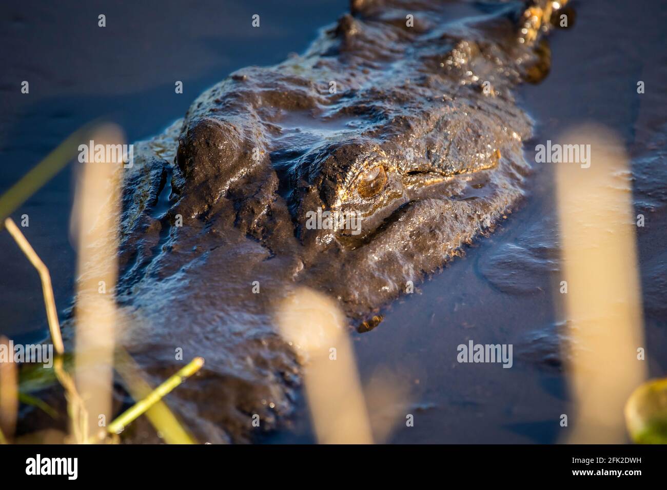 Ritratto della testa di alligatore nell'acqua che riposa sotto sole Foto Stock