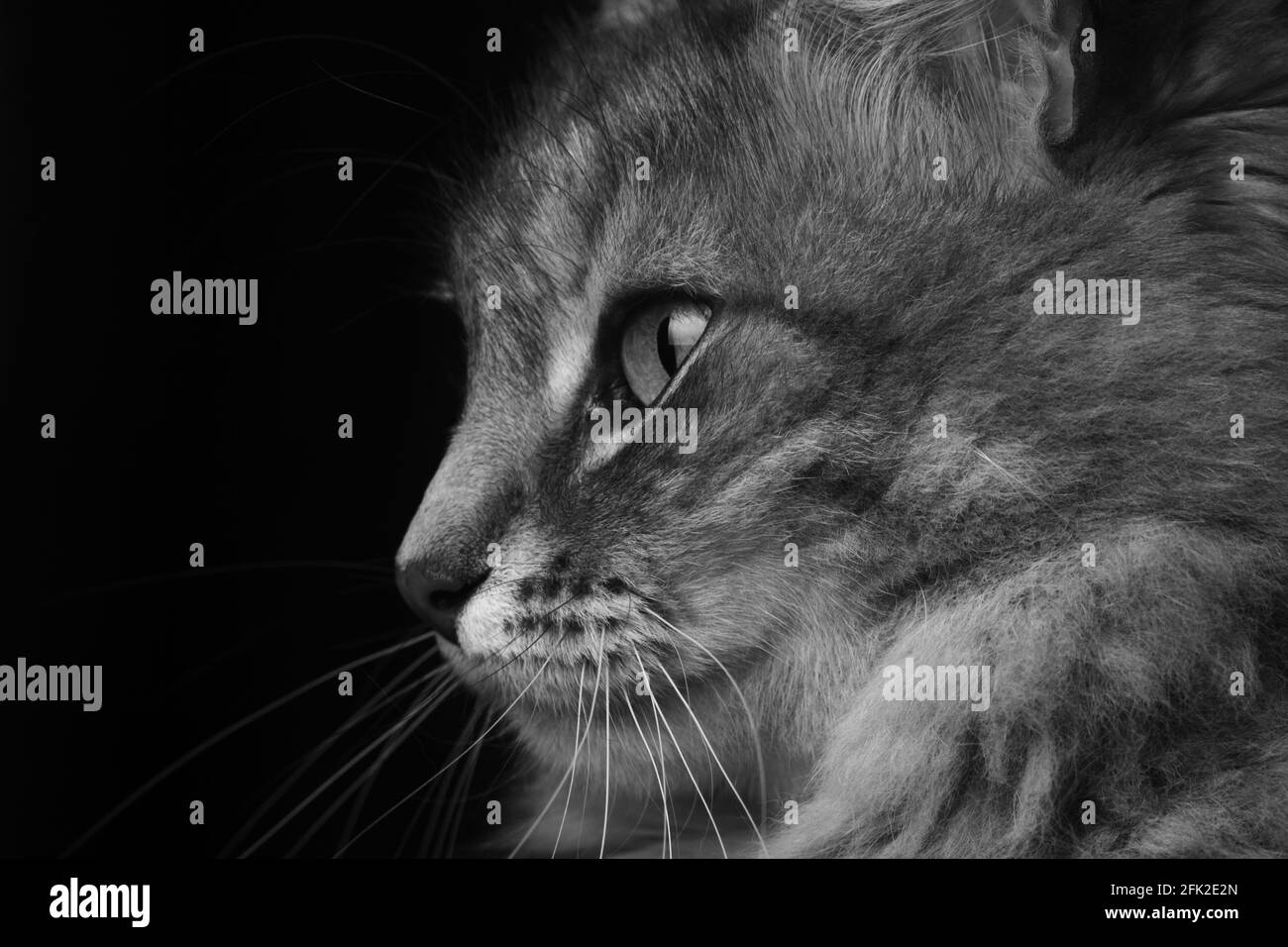 ritratto di un gatto angora con capelli lunghi Foto Stock