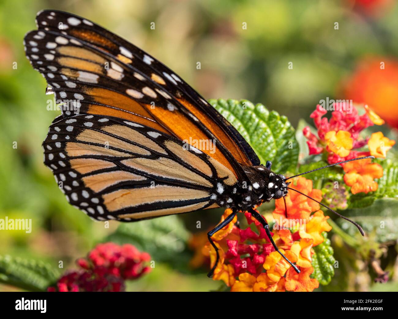 Monarch Butterfly che beve dal fiore Foto Stock