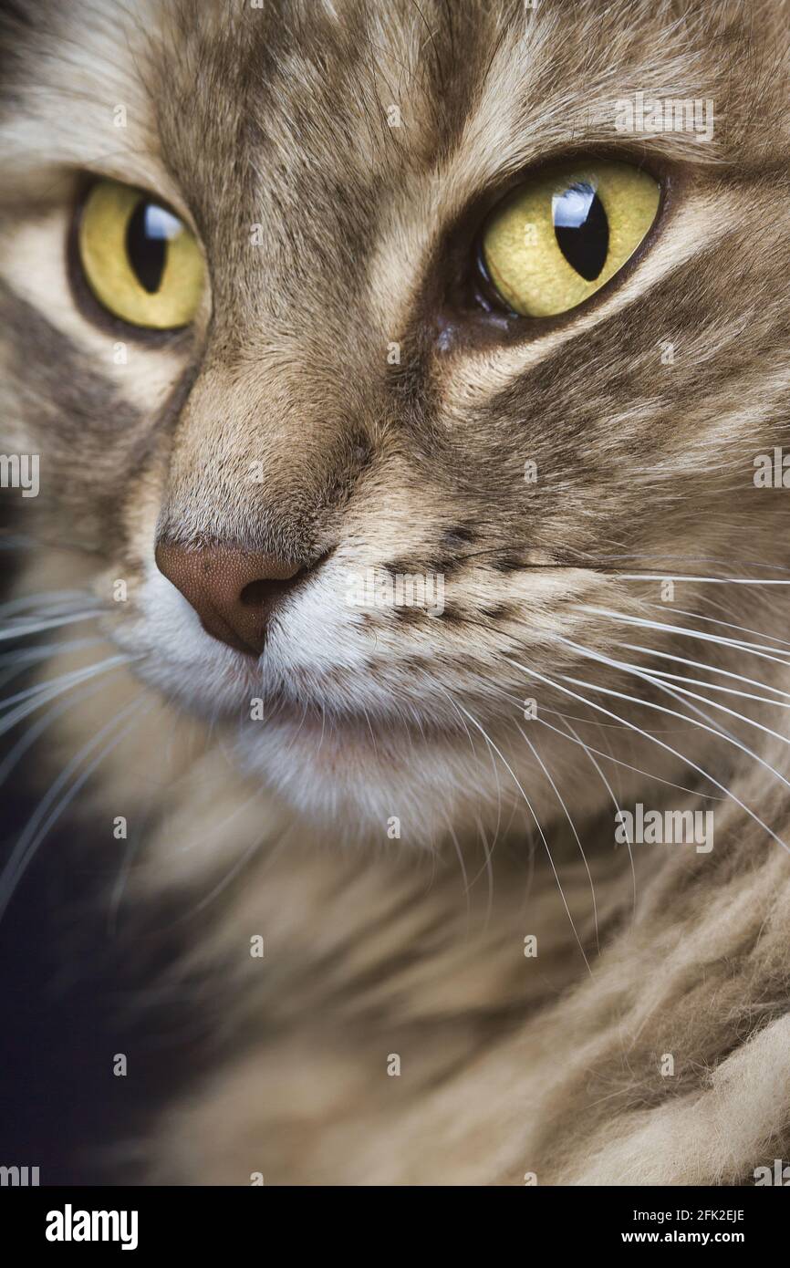 ritratto di un gatto angora con capelli lunghi Foto Stock